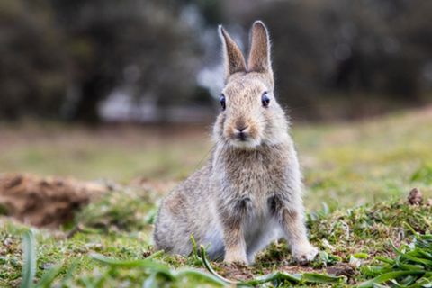 Rabbits and Hares Wildlife RSPCA RSPCA rspca